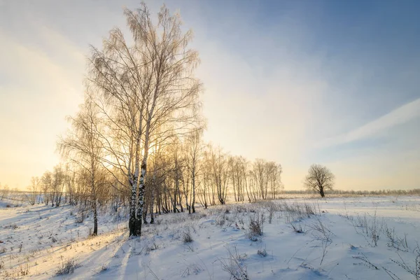 冬の白樺林の美しい夕日 — ストック写真