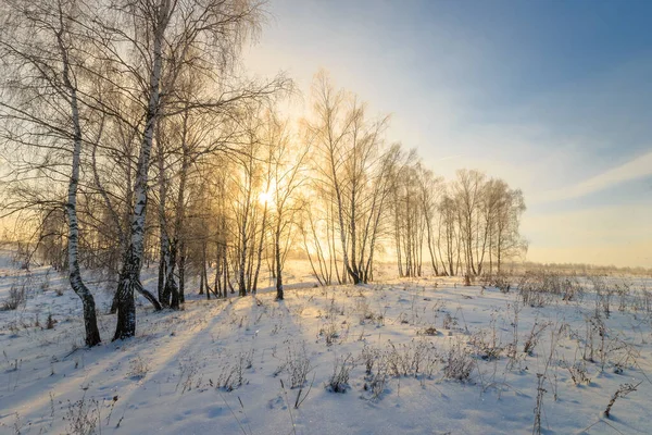 Beautiful sunset at birch forest at winter season — Stock Photo, Image