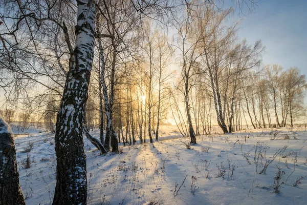 Bellissimo tramonto nella foresta di betulle nella stagione invernale — Foto Stock