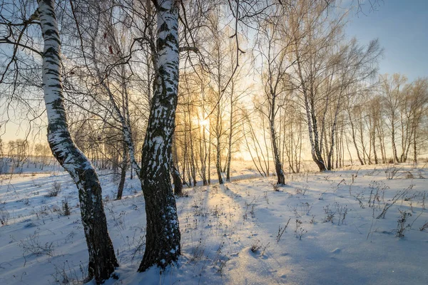 Vacker solnedgång vid björkskog vintertid — Stockfoto