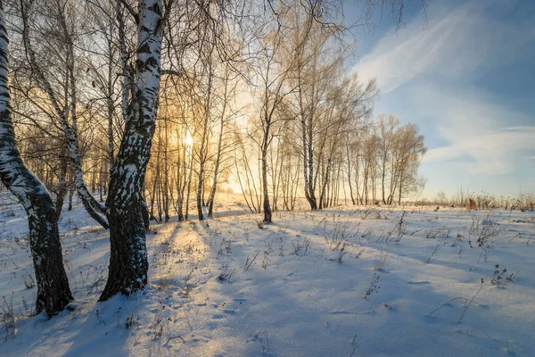 Hermoso atardecer en el bosque de abedul en temporada de invierno — Foto de Stock