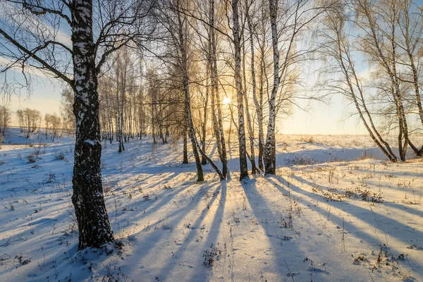 Krásný západ slunce v břízovém lese v zimní sezóně — Stock fotografie