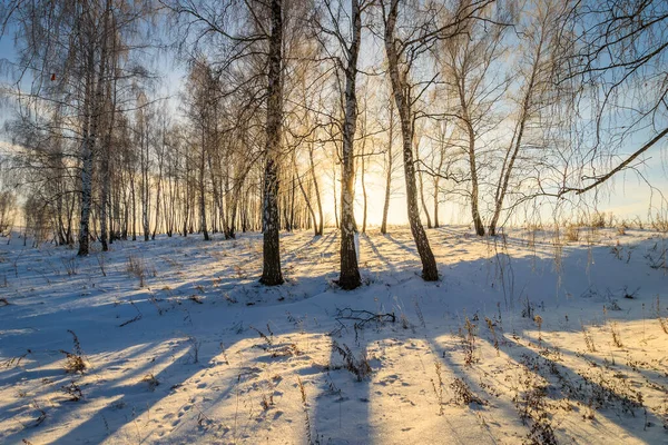 Hermoso atardecer en el bosque de abedul en temporada de invierno — Foto de Stock