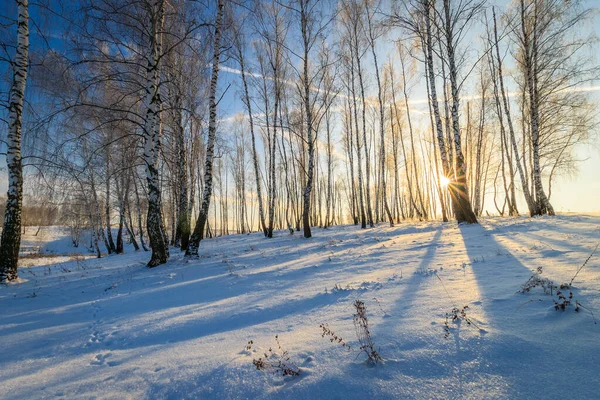 Bellissimo tramonto nella foresta di betulle nella stagione invernale — Foto Stock