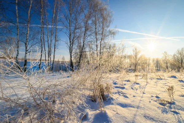 Hermoso atardecer en el bosque de abedul en temporada de invierno — Foto de Stock