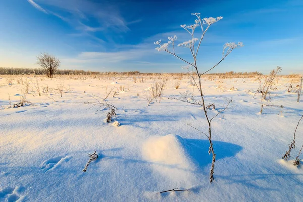 Rami coperti di gelo durante la stagione invernale — Foto Stock