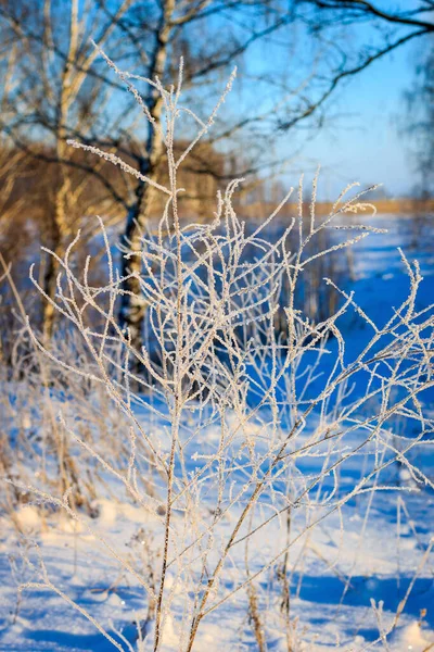 Rami coperti di gelo durante la stagione invernale — Foto Stock