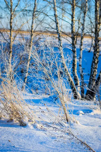 Rami coperti di gelo durante la stagione invernale — Foto Stock