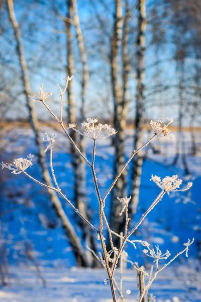 Geäst zur Winterzeit mit Frost bedeckt — Stockfoto