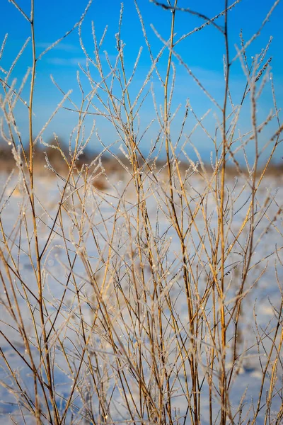 Geäst zur Winterzeit mit Frost bedeckt — Stockfoto