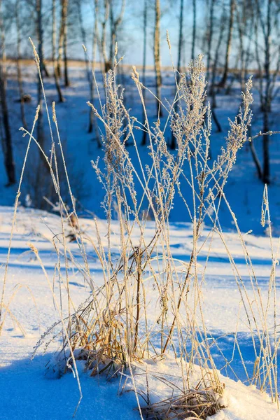 Rami coperti di gelo durante la stagione invernale — Foto Stock