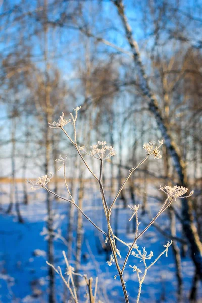 Geäst zur Winterzeit mit Frost bedeckt — Stockfoto