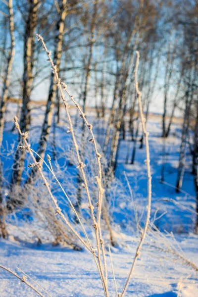 Rami coperti di gelo durante la stagione invernale — Foto Stock