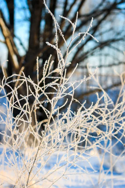 Větve pokryté mrazem v zimním období — Stock fotografie