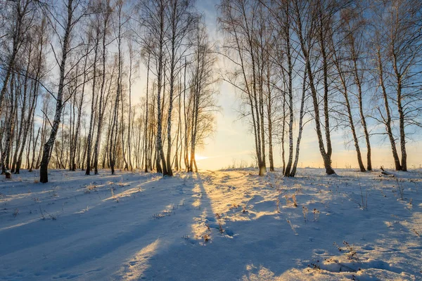 Hermoso atardecer en el bosque de abedul en temporada de invierno — Foto de Stock