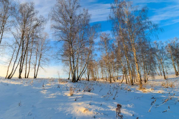 Красивый закат в березовом лесу в зимний сезон — стоковое фото