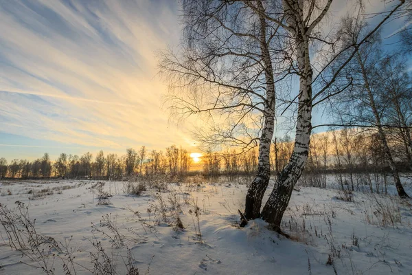 Hermoso atardecer en el bosque de abedul en temporada de invierno — Foto de Stock