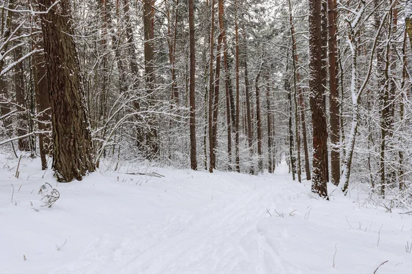 Сосновый лес, покрытый снегом — стоковое фото