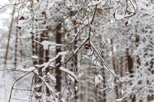 Zimní větve stromů v chatrči na pozadí sníh a whi — Stock fotografie