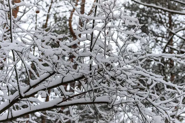 背景雪和白雪覆盖的冬日白霜中的树枝 — 图库照片