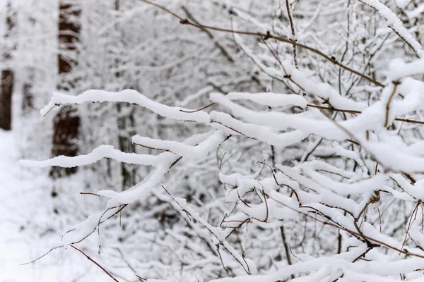 背景雪和白雪覆盖的冬日白霜中的树枝 — 图库照片