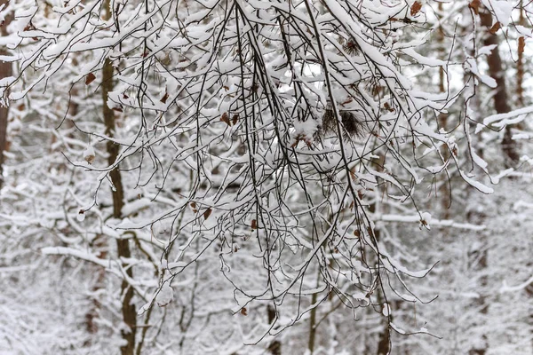 Winterzweige von Bäumen im Raureif auf Schnee und Schnee — Stockfoto