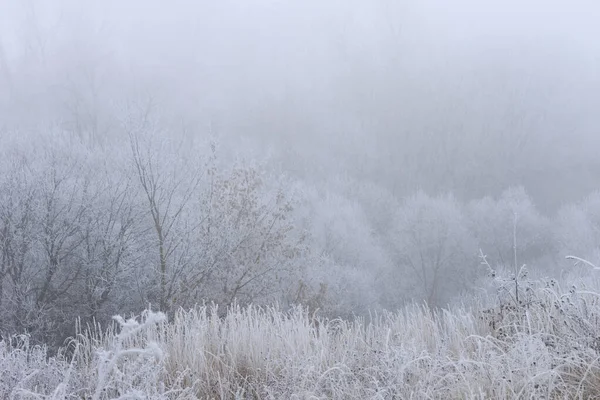 Trees covered with hoarfrost in a fog — Stock Photo, Image