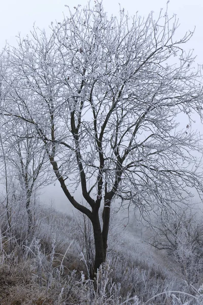 흰 안개에 덮여 나무 — 스톡 사진