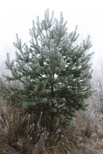 Pine covered with frost — Stock Photo, Image