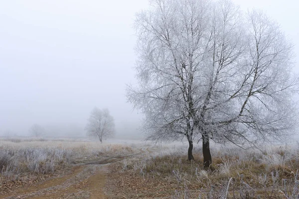 Деревья, покрытые инеем в тумане — стоковое фото