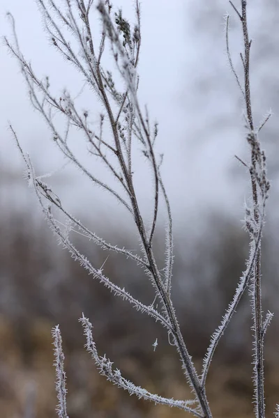 Zweig mit Frost bedeckt — Stockfoto