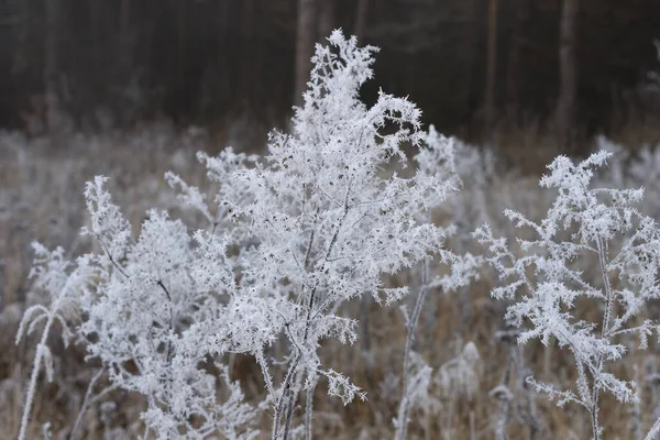 Frost ile kaplı Şubesi — Stok fotoğraf
