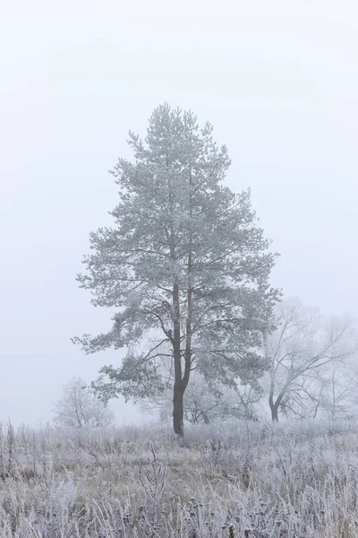 Arbres couverts de givre dans un brouillard — Photo