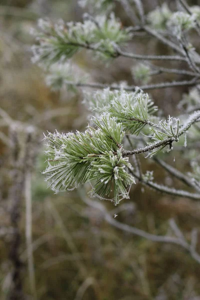 Frost ile kaplı çam — Stok fotoğraf
