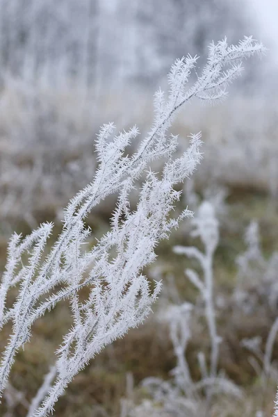 Gren täckt med frost — Stockfoto