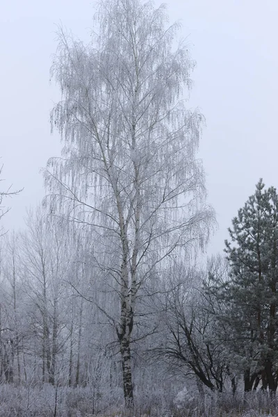 Bäume mit Raureif im Nebel bedeckt — Stockfoto