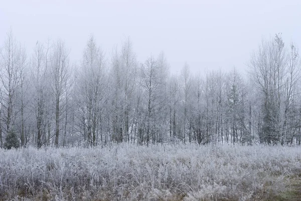 Träd täckta med rimfrost i en dimma — Stockfoto