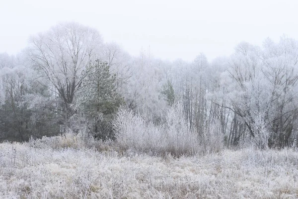 Träd täckta med rimfrost i en dimma — Stockfoto
