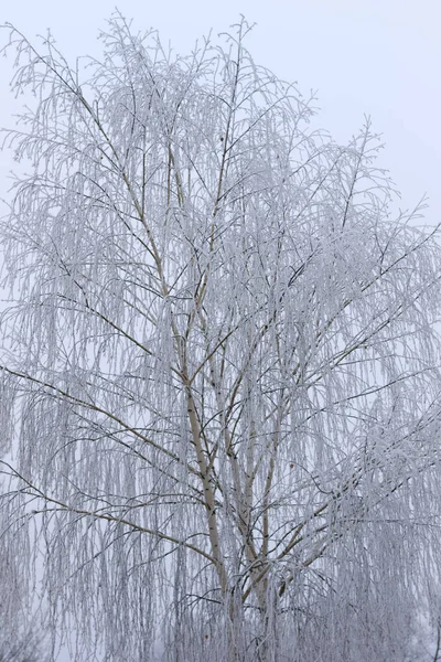 Träd täckta med rimfrost i en dimma — Stockfoto