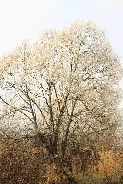 Bäume mit Raureif im Nebel bedeckt — Stockfoto