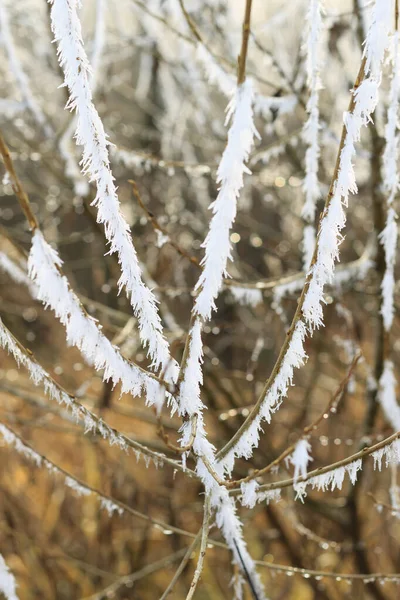 Zweig mit Frost bedeckt — Stockfoto