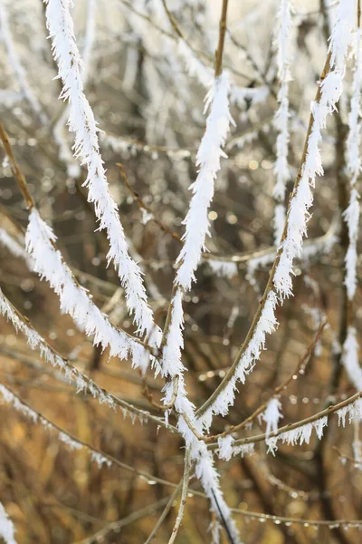 Frost ile kaplı Şubesi — Stok fotoğraf