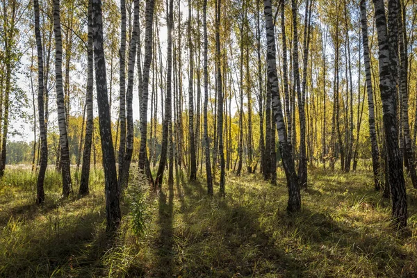 Birch forest in the early autumn. — Stock Photo, Image