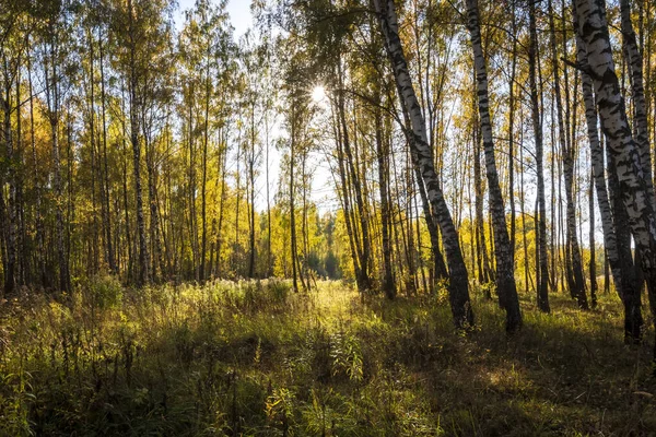 Березовий ліс на початку осені.. — стокове фото