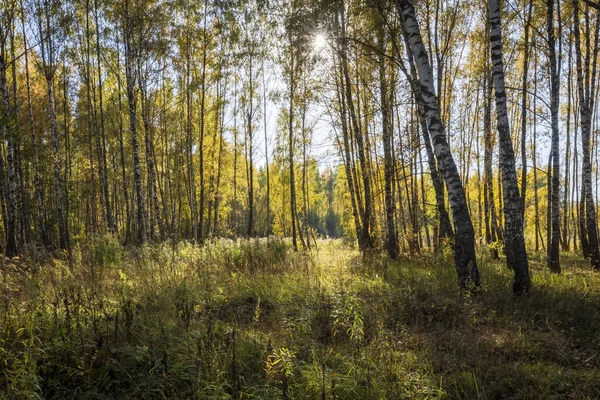 Floresta de bétula no início do outono . — Fotografia de Stock