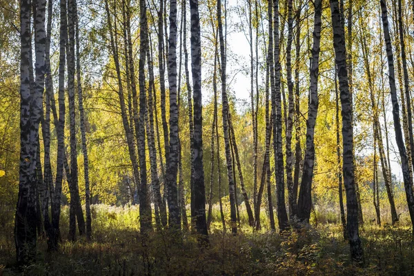 Floresta de bétula no início do outono . — Fotografia de Stock