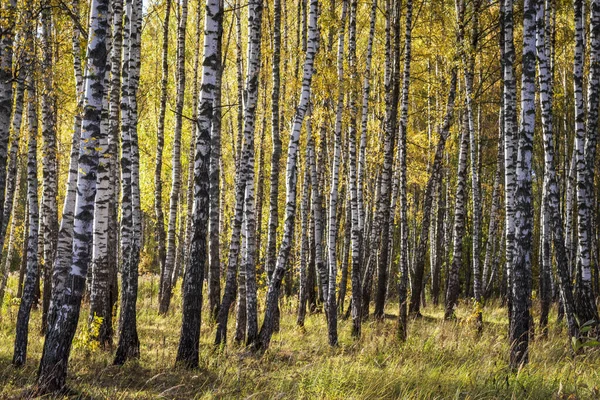 Birch forest in the early autumn. — Stock Photo, Image