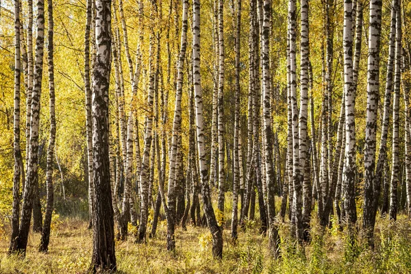 Δάσος σημύδας στις αρχές του φθινοπώρου. — Φωτογραφία Αρχείου
