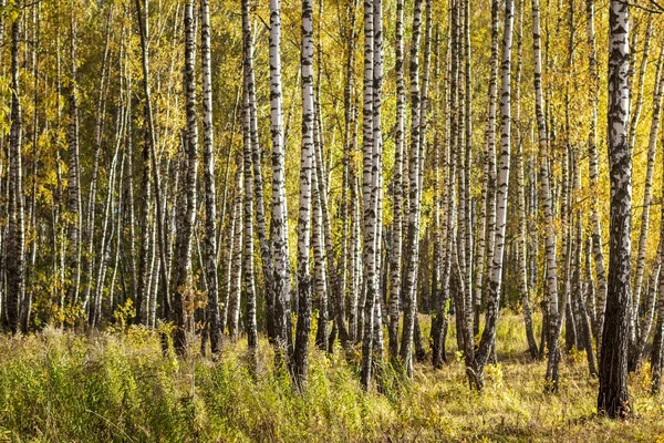 Birch forest in the early autumn. — Stock Photo, Image