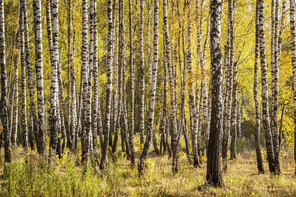 Floresta de bétula no início do outono . — Fotografia de Stock